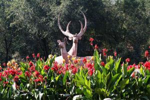 Red Hill Park Flowers